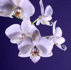 a photograph of white orchids against a dark blue background